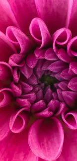 Close-up of a vibrant pink flower with curled petals.