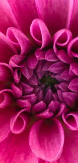 Close-up of vibrant pink flower petals creating a radial pattern.