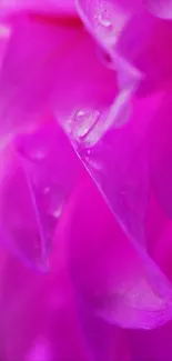 Close-up of a vibrant pink flower with dew drops on its petals.