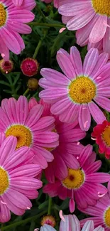 Vibrant pink daisies and green leaves wallpaper.