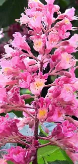 A tall, pink flower bloom with lush green leaves.