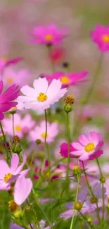 Field of vibrant pink wildflowers in full bloom.