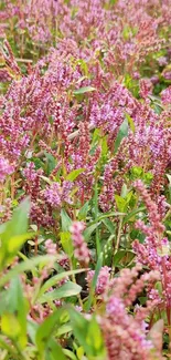 Vibrant pink flowers in a lush field.