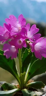 Vivid pink flower against a scenic natural backdrop.