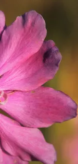 Close-up of vibrant pink flower petal against blurred background.