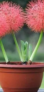 Vibrant pink spiky flowers in a pot on a wooden surface.