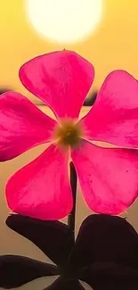 Vibrant pink flower silhouetted against a golden sunset.