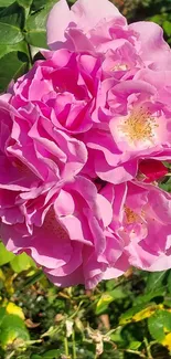 Vibrant pink flowers with lush green leaves in sunlight.