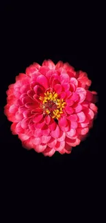 Vibrant pink flower with intricate petals on a black background.