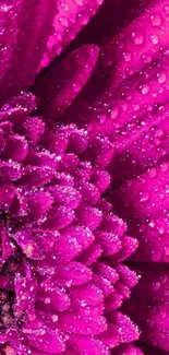 Vibrant pink flower with dewdrops close-up, perfect for phone wallpaper.