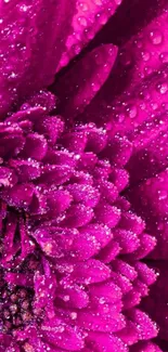 Close-up of vibrant pink flower with dewdrops, perfect for a mobile wallpaper.