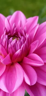 Close-up of vibrant pink flower with detailed petals.