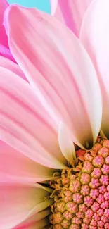 Close-up of a vibrant pink flower with delicate petals.