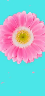 Vibrant pink flower with turquoise background for mobile wallpaper.