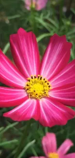 Vibrant pink flower with yellow center on green background.