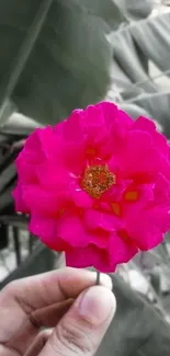 Bright pink flower held in hand with a green background.