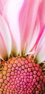 Close-up of a vibrant pink flower with delicate petals.