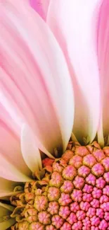 Close-up view of a vibrant pink flower with detailed petals.