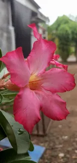 Close-up of a vibrant pink flower with green leaves in the background.