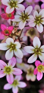 Delicate pink and white flowers in full bloom.