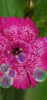 Vibrant pink flower with green leaves background.