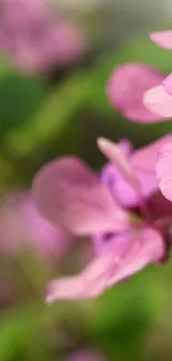 Vibrant pink flowers and green leaves background wallpaper.