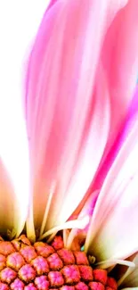 Close-up of a vibrant pink flower with soft petals.