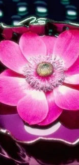 Vibrant pink flower floating in water wallpaper.