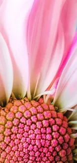 Close-up of a vibrant pink flower with delicate petals.