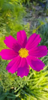 Bright pink flower with green background.