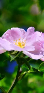 Beautiful pink flower with green leaves.