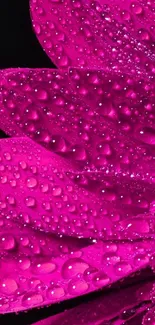 Vibrant pink flower with dewdrops on petals.