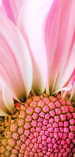 Close-up view of a vibrant pink flower with intricately detailed petals.