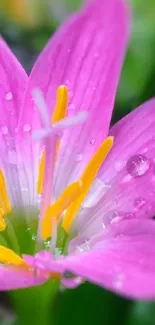 Vibrant pink flower with raindrops backdrop.