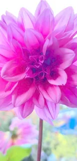 Vibrant pink flower with lush petals against a soft background.