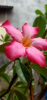 Vibrant pink flower with green leaves in natural setting.