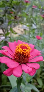 Vibrant pink zinnia flower in a lush garden setting.