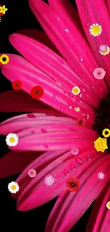 Close-up of a vibrant pink daisy flower with dewdrops on petals.