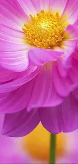 Bright pink flower with yellow center on a mobile wallpaper.