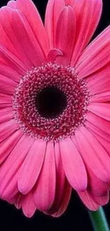 Close-up of vibrant pink daisy flower on dark background.