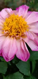 Close-up of a vibrant pink flower with yellow center.