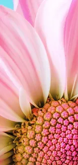 Close-up of a vibrant pink flower with delicate petals and intricate details.