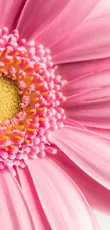 Close-up of a vibrant pink daisy flower with detailed petals and yellow center.