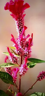 Vibrant pink flower with green leaves wallpaper.