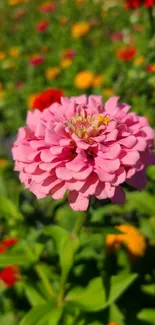 Close-up of pink Zinnia flower in a colorful garden.