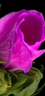 Vibrant pink flower with green leaves on black background.