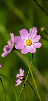 Close-up of pink flowers against green background, perfect for mobile wallpaper.