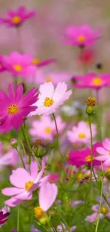 Mobile wallpaper featuring vibrant pink flowers in a lush field.