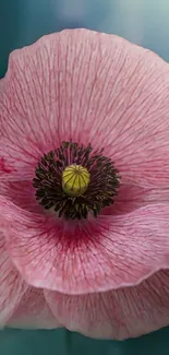 Close-up of a vibrant pink flower with delicate petals and a soft background.