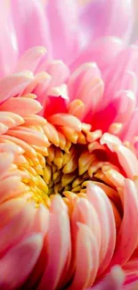 Close-up of a vibrant pink flower with soft, detailed petals.